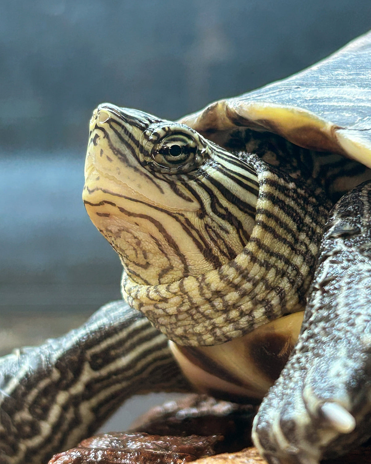Tortue à oreilles rouges : habitat, alimentation et comportement
