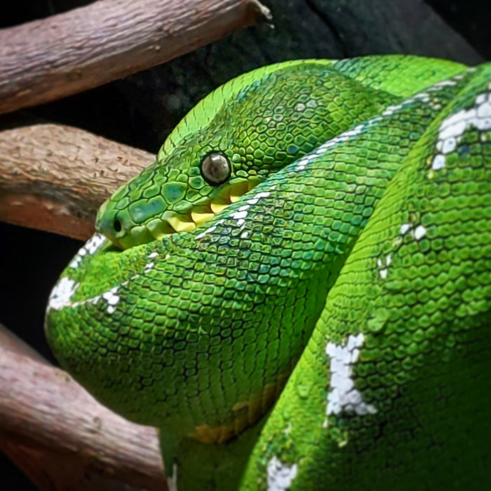 Python Vert sur Branche