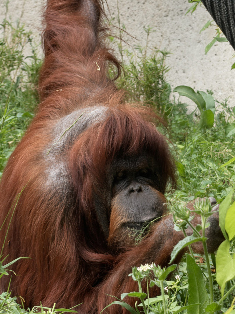 Orang-outan dans la Végétation - @loulou.photography_