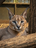 Le Caracal