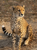 Guépard en Lumière Dorée