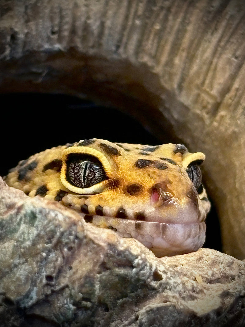 Gecko Léopard - @loulou.photography_