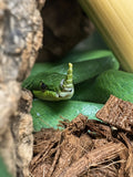 Rhinoceros Ratsnake
