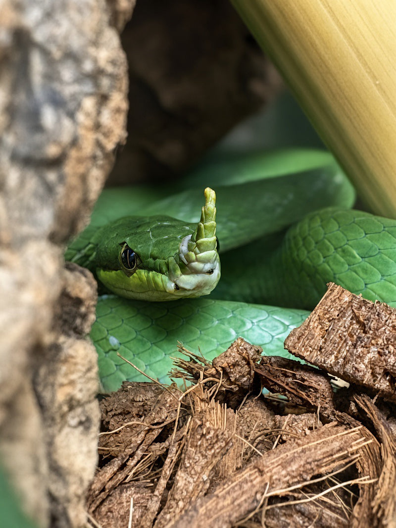 Rhinoceros Ratsnake - @loulou.photography_