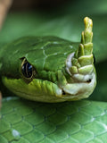 Rhinoceros Ratsnake