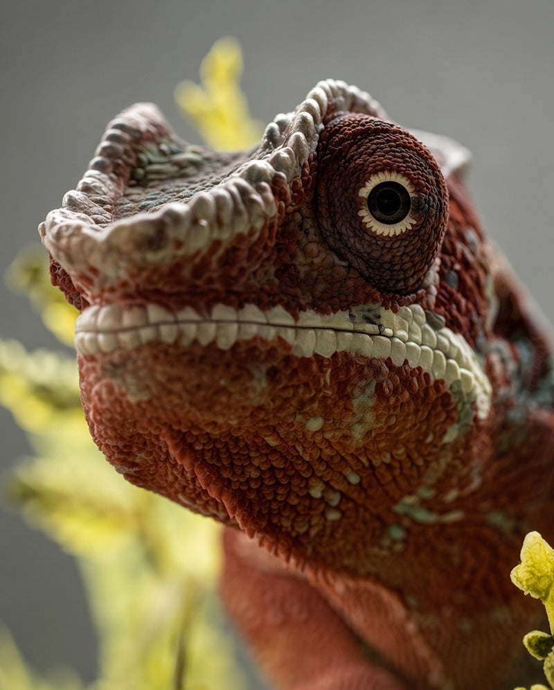 Caméléon Panthère - @loulou.photography_